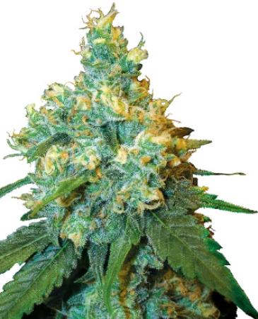 Sensi Jack Herer® 3+1 Feminisiert Sensi Jack Herer® 3+1 Feminisiert